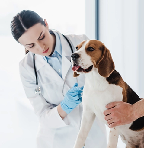 Gökçebey Veteriner