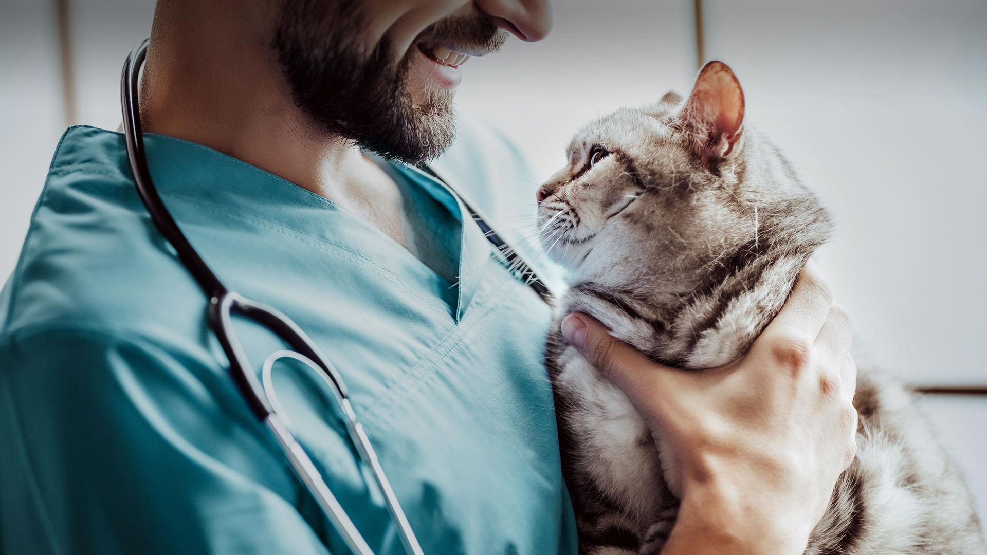 Gökçebey Veteriner